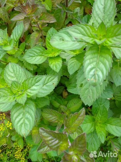 Душистые травы саженцы