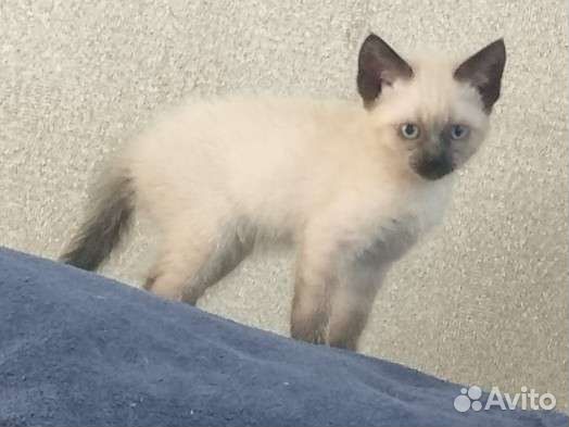 Сиамские котята