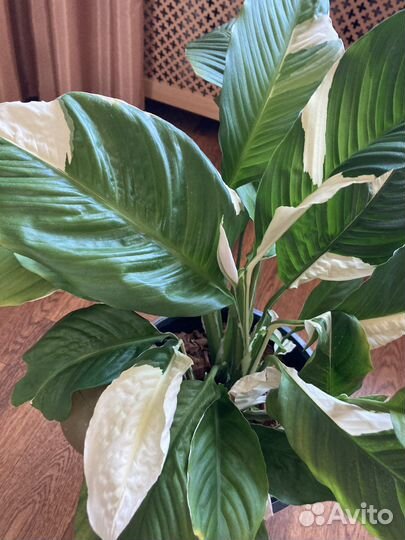 Спатифиллум Пикассо, Джемени