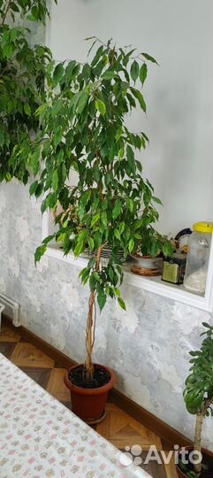 Комнатные цветы