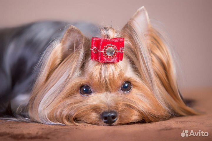 Стрижка собак