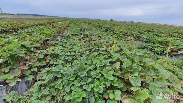 Рассада клубники 