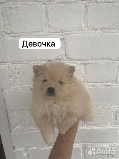 Померанский шпиц