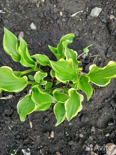 Многолетники садовые