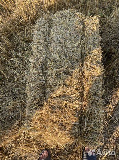 Солома пшеничная в кв. Тюках (есть доставка)