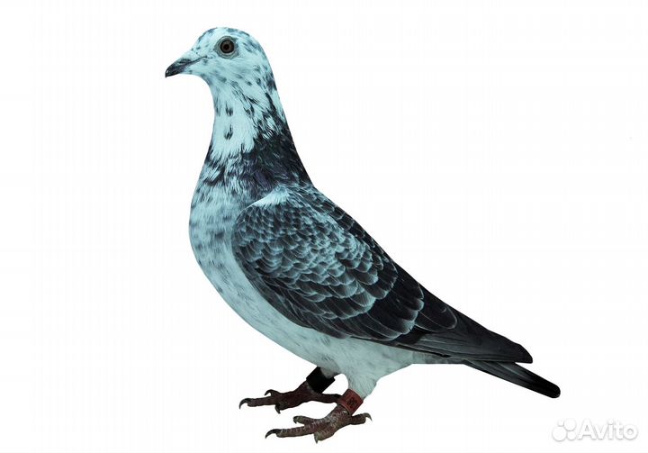 Птица, Спортивные голуби (Шиммеля)