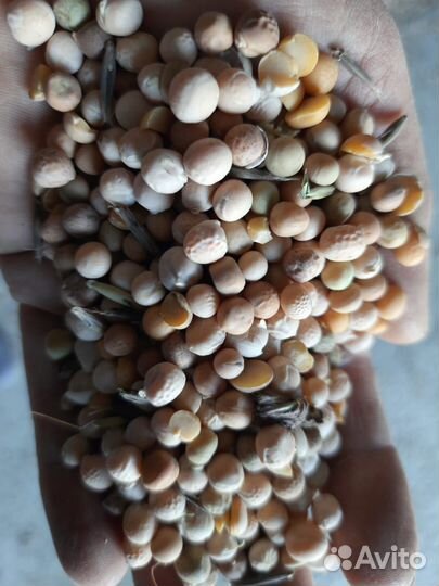 Горох кормовой