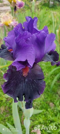 Цветы ирисы