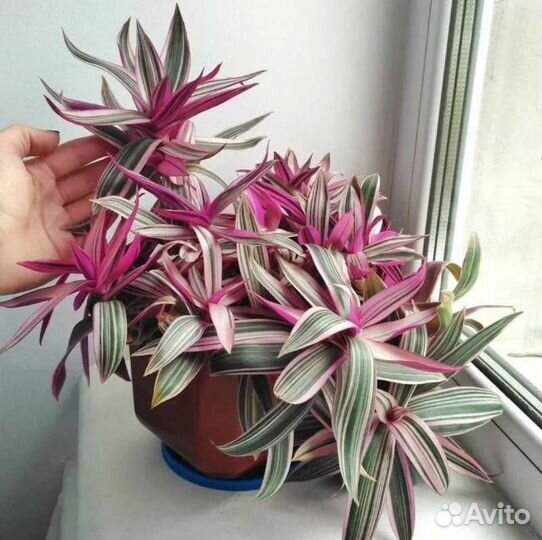 Цветок Традесканция Рео Пестрое