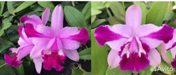 Орхидея C.intermedia flâmea X sangunea