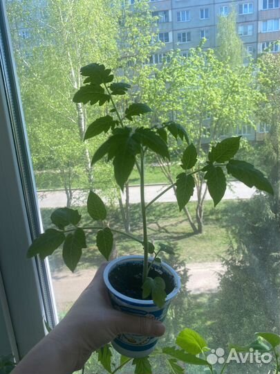 Рассада помидор (семена премиум)