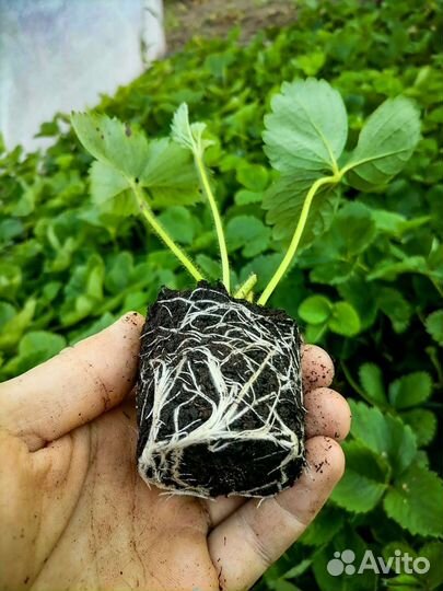 Рассада клубники