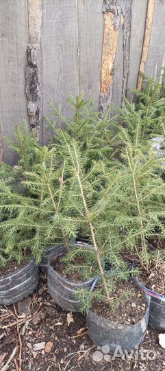 Саженцы Ели