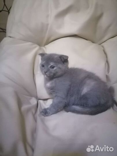 Шотландская девочка