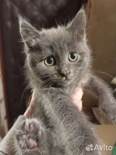 Кошка в дар