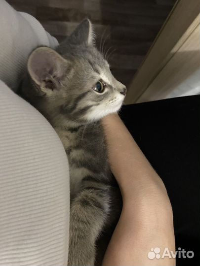 Отдам котёнка в добрые руки
