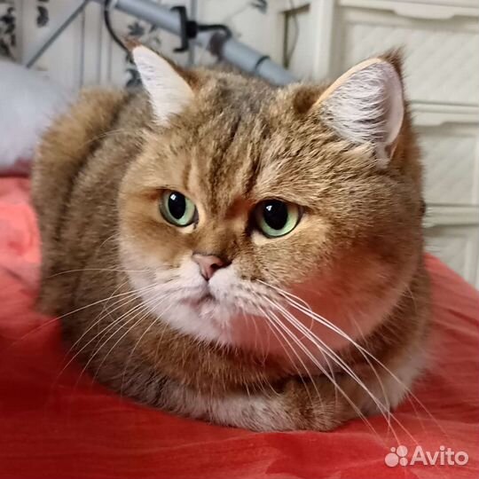 Передержка животных (Зооняня)