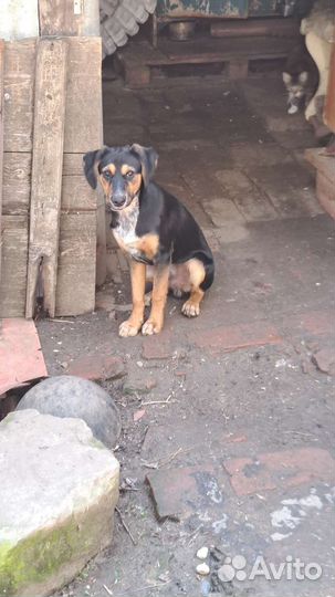 Щенок Мальчик