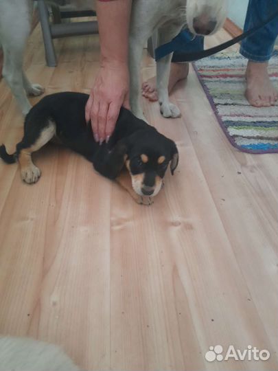 Собака в добрые руки отдам бесплатно