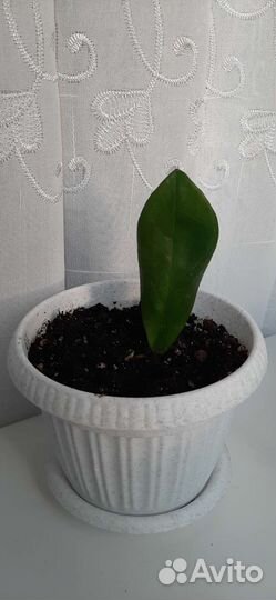 Декабрист бело-розовый, замиокулькас