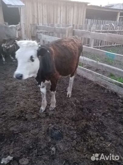 Тёлочка годовалая