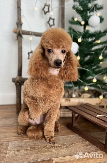 Щенки карликового пуделя