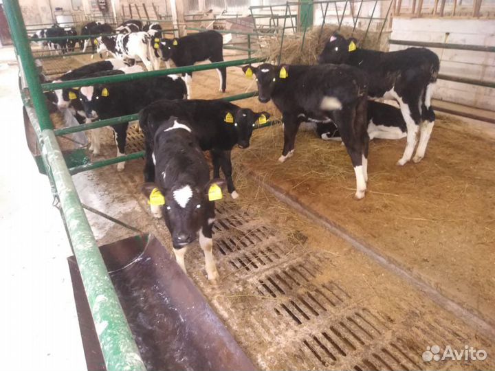 Бычки Телята