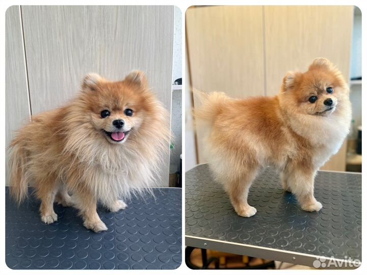 Грумер стрижка собак