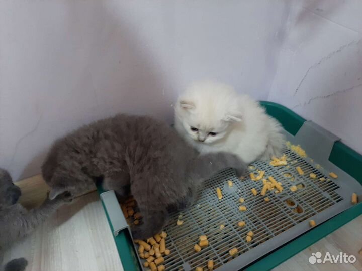 Шотландские котята