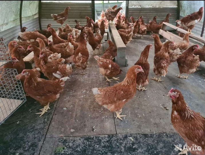 Куры молодки несушки