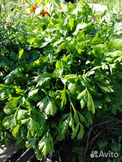 Зелень петрушки, базилика, наборы для засолки