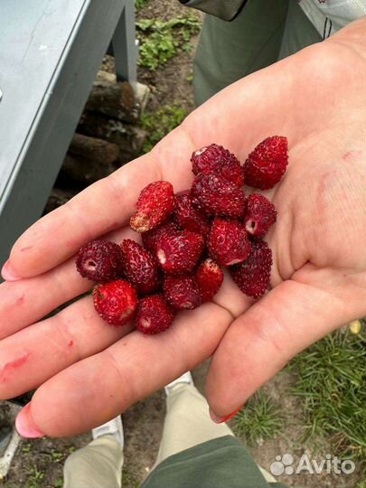 Ремонтантная земляника, клубника рассада