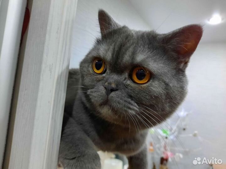 Передержка домашних животных