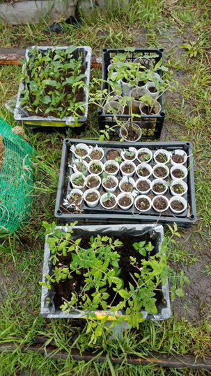 Дача 20 м² на участке 8 сот.