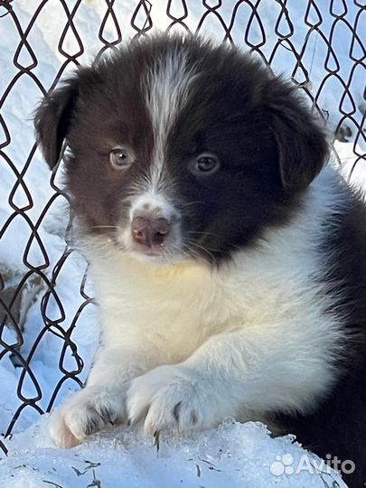 Бордер коли щенки с документами