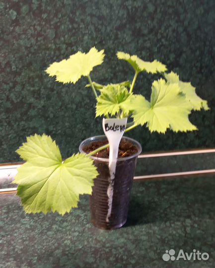 Королевская пеларгония Bolero