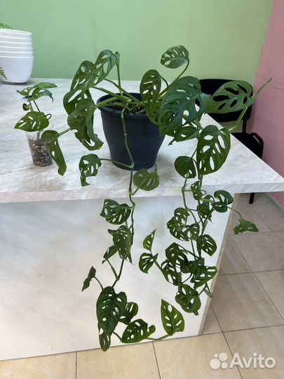 Монстера манки маск