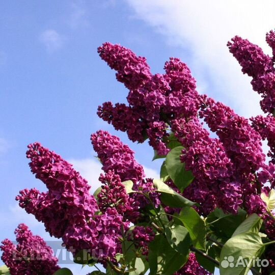 Сирень сортовая 