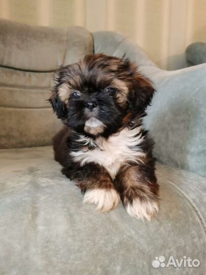 Шит цу детки