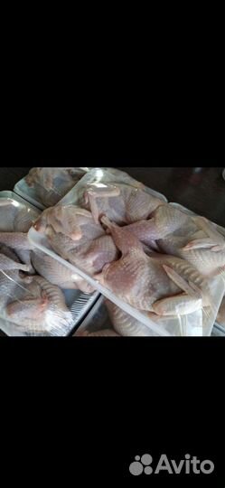 Перепела от суток до несушки