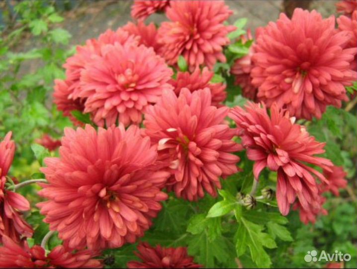 Хризантемы корейская: укорененные черенки