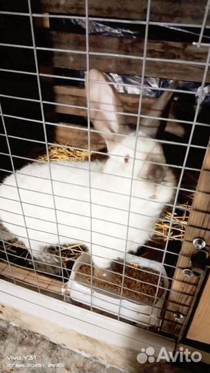 Калифорнийские кролики