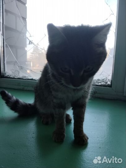 Котенок