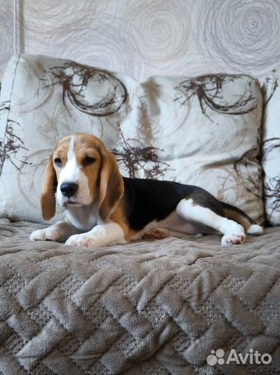 Щенки бигль