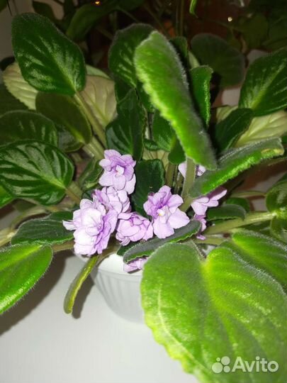 Фиалка или сенполия в горшках