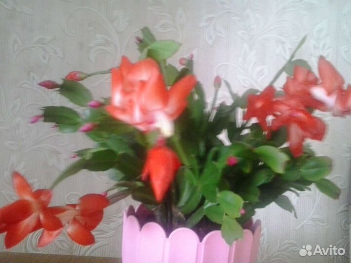 Фиттония, декабристы