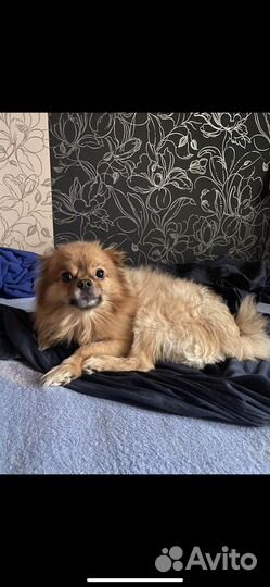 Домашние животные собаки бесплатно