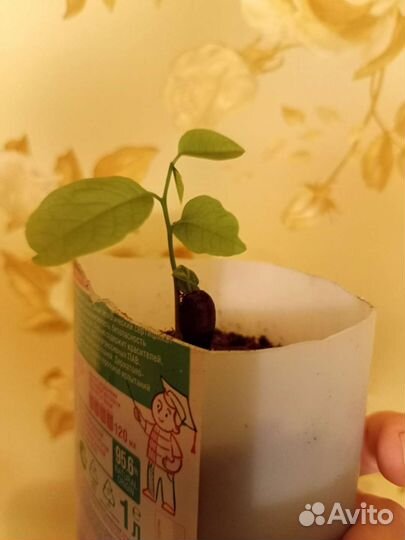 Семя, семена Аннона черимойя