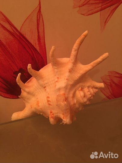 Ракушка декоративная