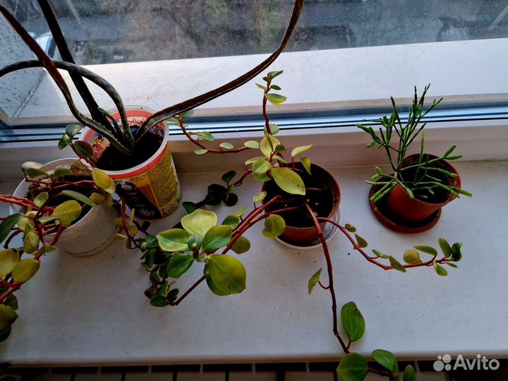 Комнатные цветы